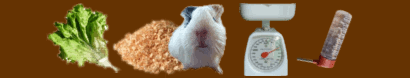 Guinea Pig Care