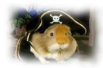Guinea Pig Southpark