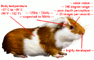guinea pig