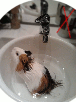 guinea pig bathing