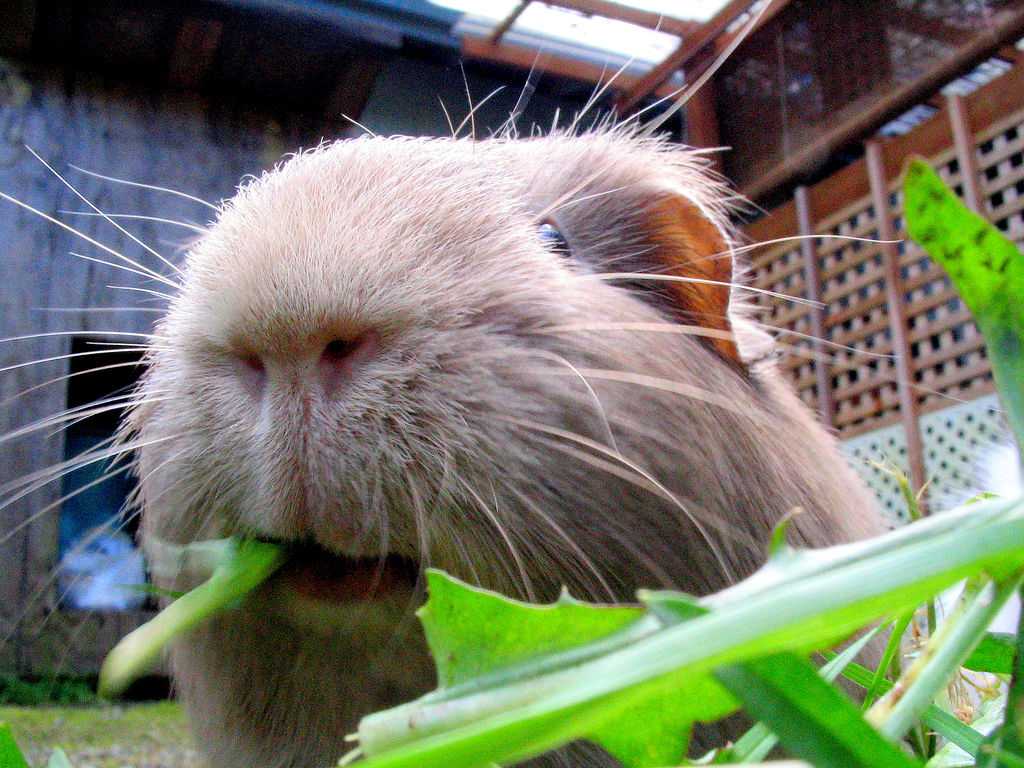 guinea-pig-dental-problems