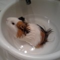 Bathing