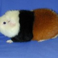 Bear piggy