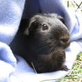 Blanket