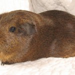 Brown Cavy