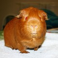 Brown Cavy