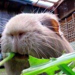 Eating Grass