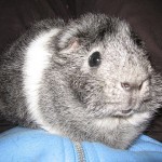 Grey Guinea Pig