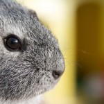 Grey Guinea Pig Profile