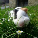 Guinea Pig Spock preying on daisy