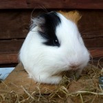Guinea Pig Spock on his house