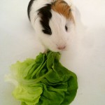 Guinea Pig Spock eating lettuce