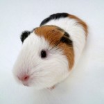 Guinea Pig Spock in white