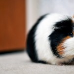 Striped Guinea Pig
