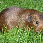 Lying On Grass