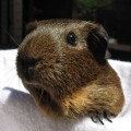 Sir Cavy