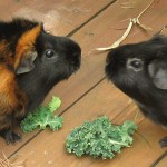 Two Piggies Facing