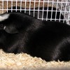 Black Guinea Pig