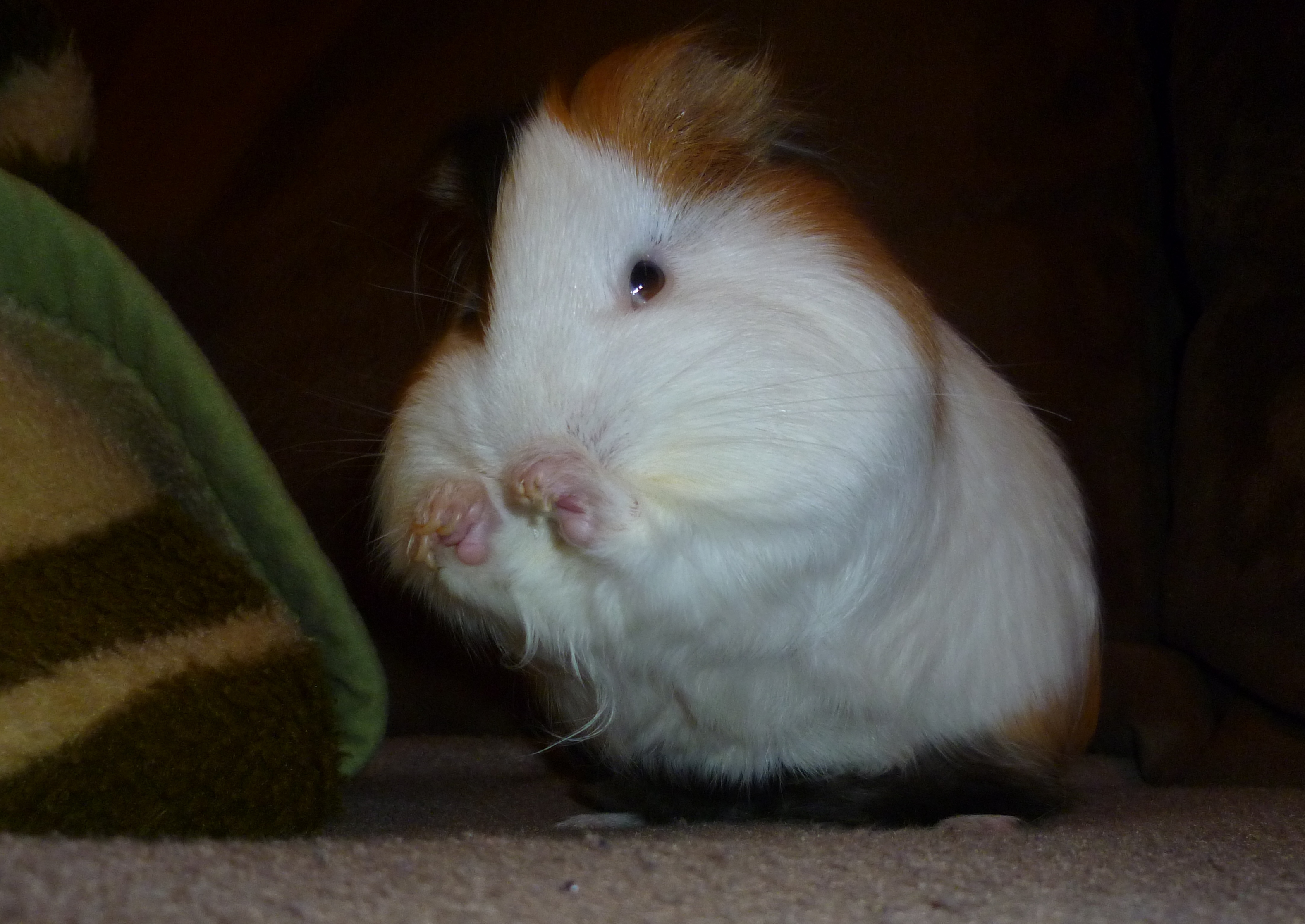 guinea pig grooming