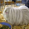 Hairy guinea pig