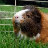 Guinea pig outdoor