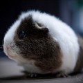 Small Piggy
