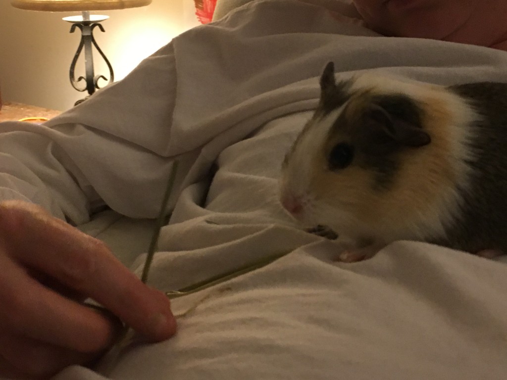 guinea pig bonding