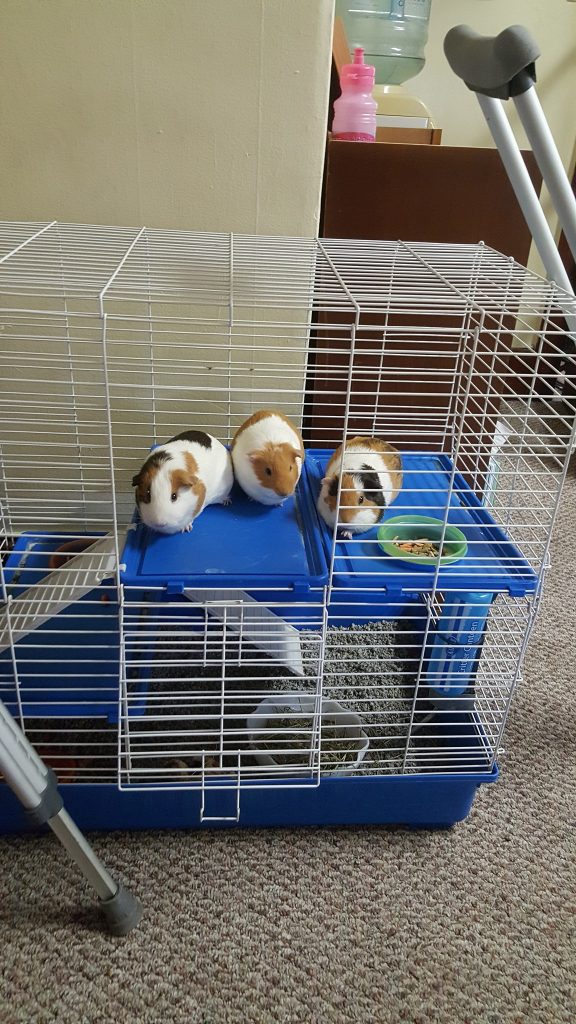 guinea pigs enrichment
