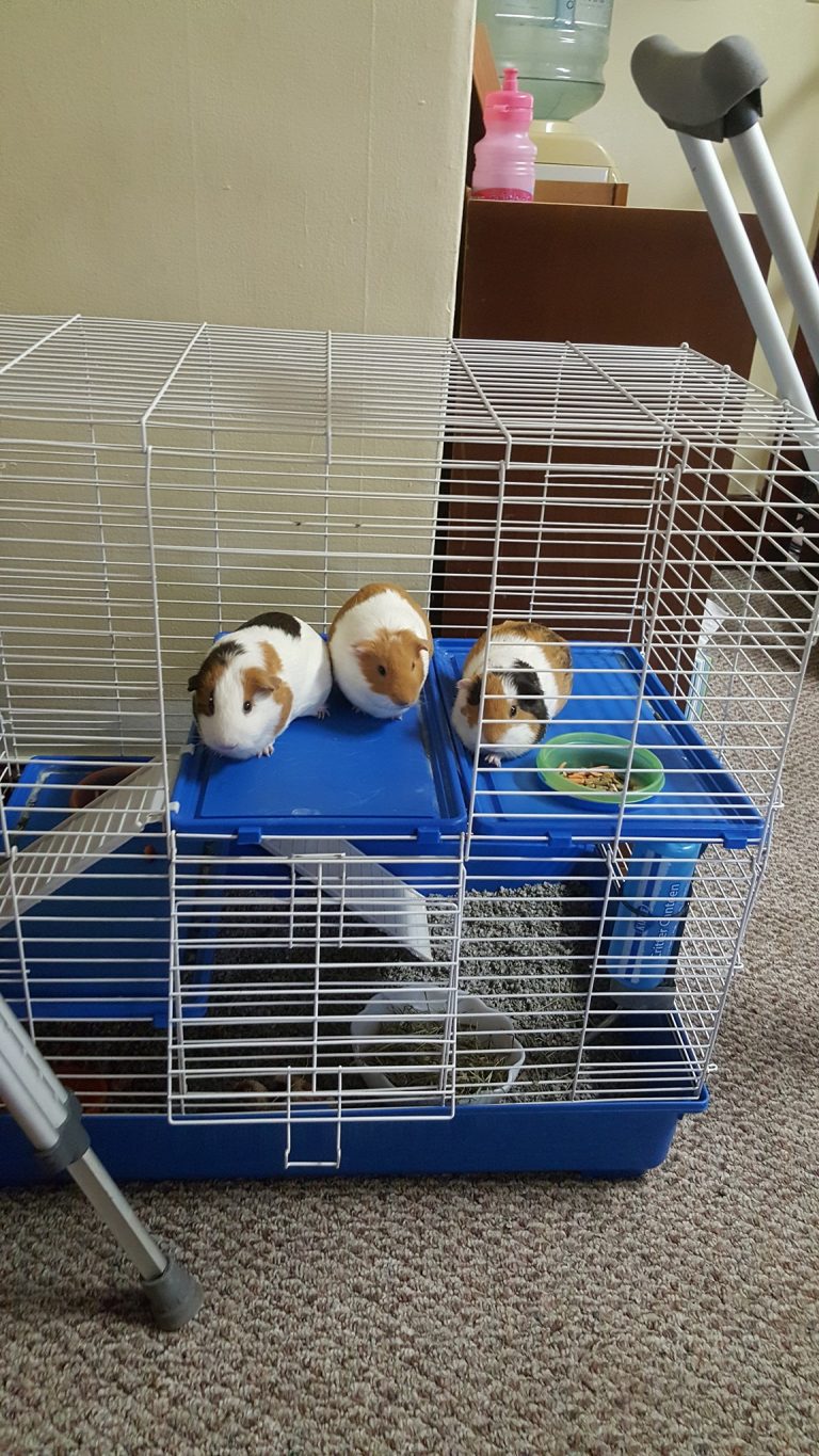 The Importance of Providing Proper Exercise and Enrichment for Guinea