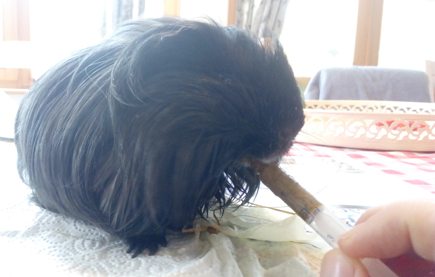 Hand feeding the guinea pig with a syringe