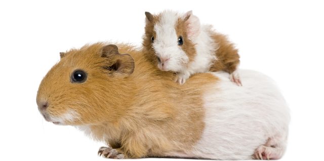 nursing pregnant guinea pig