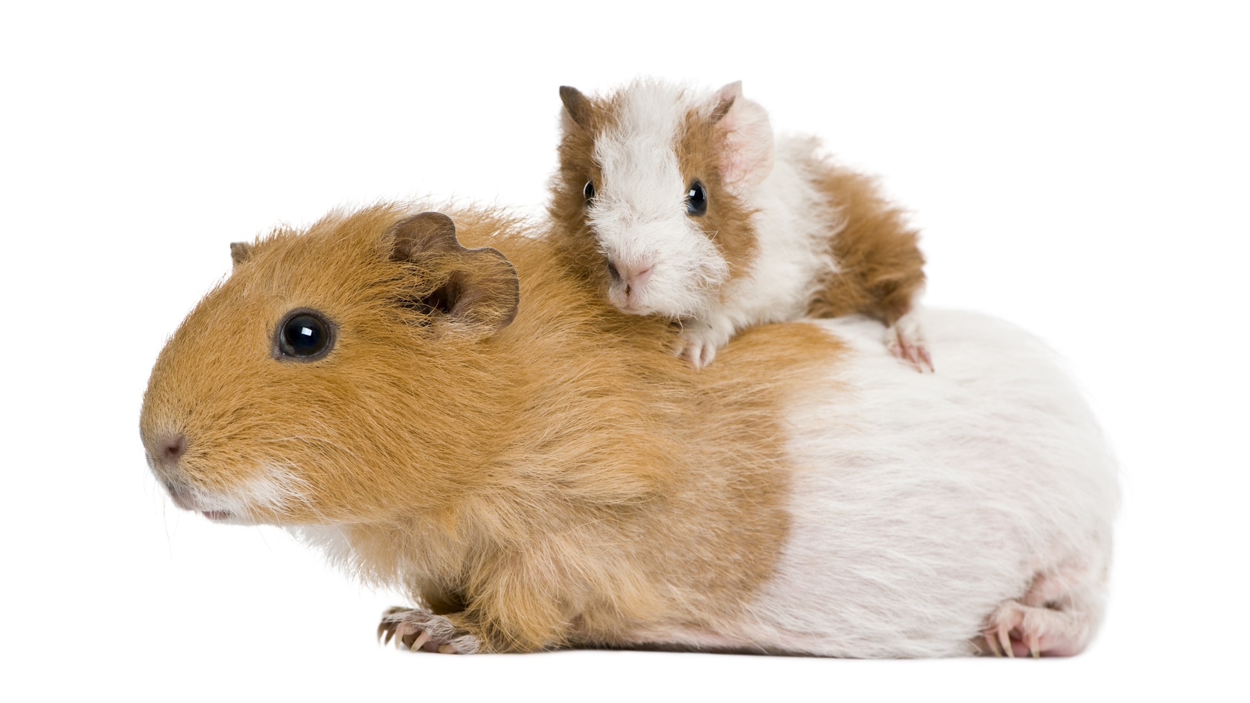 How to Care for Pregnant and Nursing Guinea Pigs The Guinea Pig Manual